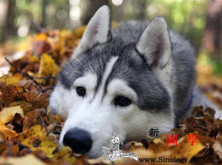 2018年7月份出生的狗宝宝好不好？看这知道_奇伟-田庄-明哲-华容-