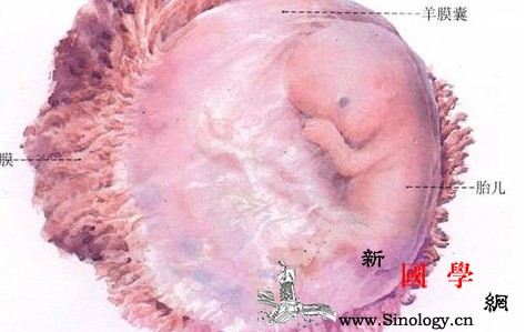 胎儿大脑发育的三个关键期_关键期-神经元-神经细胞-妊娠-