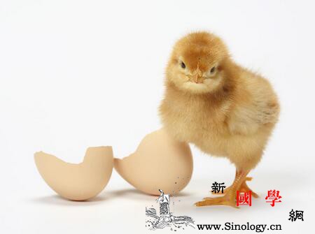 2018年小寒节气出生的鸡宝宝好不好看了就_节气-衣食不周-隆昌-康泰-