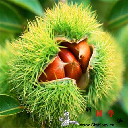 母乳喂养能吃板栗吗?_烟酸-核桃仁-肠胃-板栗-