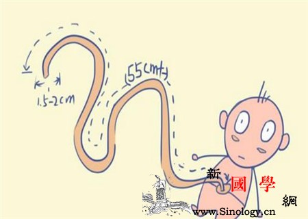 脐带扭转是什么意思脐带扭转知识点大合集_胎动-脐带-宫内-知识点-