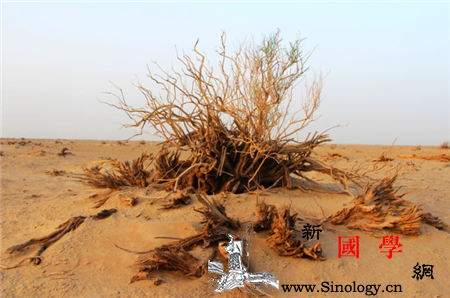 稀少的反义词_反义词-英文-稀疏-后汉书-