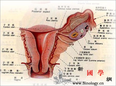什么是子宫下垂？你所不知的子宫下垂知识点_脱出-膀胱-宫颈-阴道-