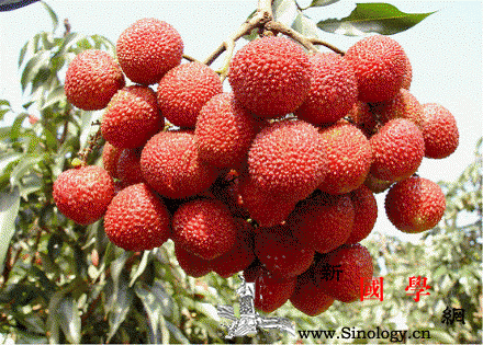 孕妇可以吃荔枝吗_尤其是-摄入-荔枝-胎儿-