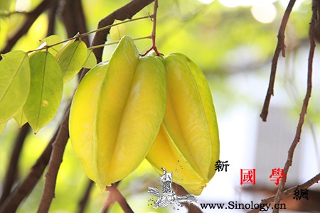 坐月子可以吃杨桃吗_杨桃-草酸-鲈鱼-坐月子-