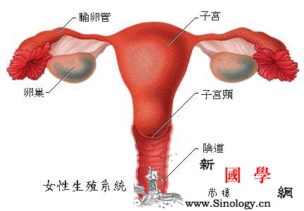 调好体质再备孕？卵巢不能等_卵子-卵巢-调理-月经-怀孕准备
