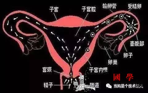 射入阴道的精子是怎么跟卵子相遇的？过程实在太_输卵管-卵子-宫颈-精子-怀孕准备