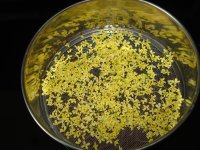 桂花酒_腌渍-枸杞子-瓶口-冰糖-