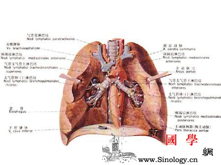 新生儿湿肺是什么引起的_肺泡-引流-转运-淋巴-