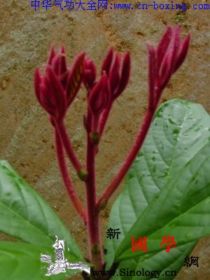 笔罗子_音名-柔毛-核果-生境-