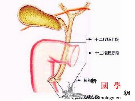 新生儿胆道闭锁是怎么引起的_胆道-胆管-闭锁-胆汁-