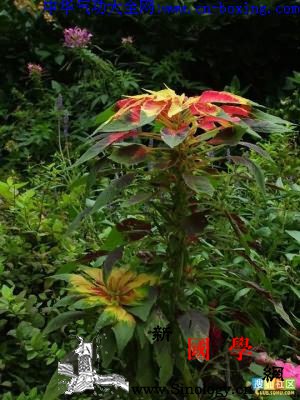 白花苋_土牛-白花-柔毛-花梗-