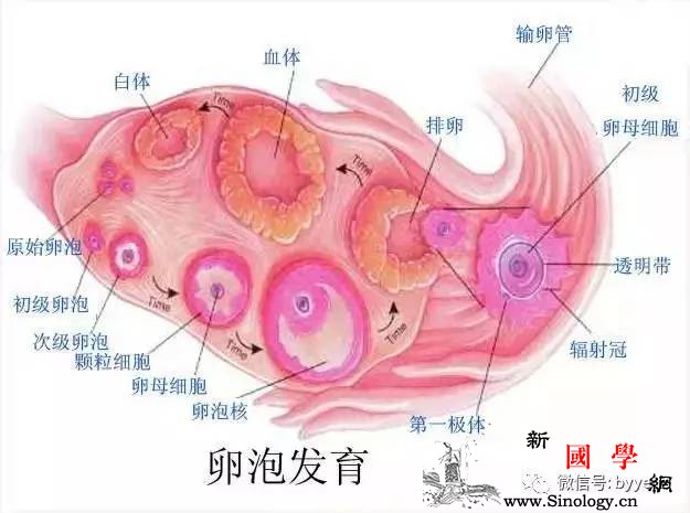 当备孕遇上卵泡发育不良这些你需要了解！_卵泡-卵子-排卵-卵巢-怀孕准备