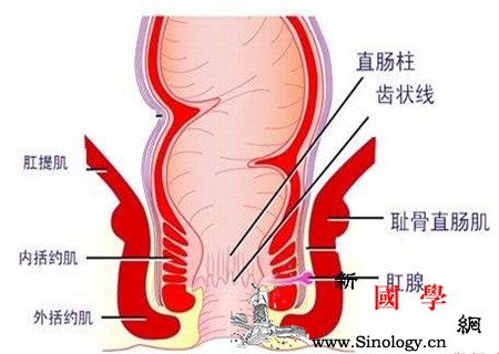 肛门指检会引起出血吗不要太担心_耻骨-括约肌-肿块-直肠-