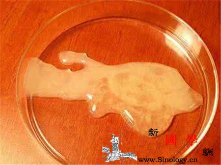 精子不液化是什么原因造成的导致精液不液化的_精囊-精液-罪魁祸首-精子-不孕不育