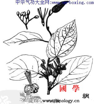 八角枫_侧根-滤液-房室-花序-