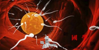 为什么月经规律正常排卵仍怀不上孩子？_卵泡-卵子-排卵-卵巢-怀孕准备
