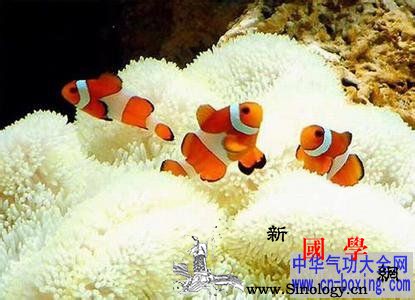 室内风水养鱼_养鱼-神位-锦鲤-风水- ()