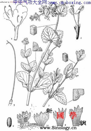 阿尔泰扭藿香_柔毛-裂片-长圆-分枝-