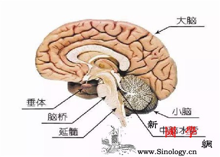 泌乳素瘤能活多久_腺瘤-垂体-甲状腺-因子-