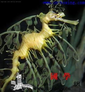 海龙的功效与作用_海龙-功效-补肾-鉴别-