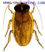 土鳖虫的功效与作用_痞块-土鳖虫-血沉-黏度-