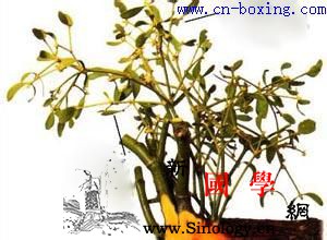 槲寄生的功效与作用_桑寄生-槲寄生-寄生-胎动-