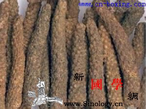 道医教你识别真假荜茇_教你-伪品-果穗-断面-