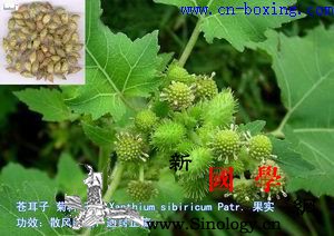 道医教你识别真假苍耳子_苍耳-教你-伪品-苍耳子-