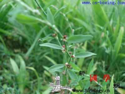 道医教你如何识别真假萹蓄_教你-伪品-习见-节间-