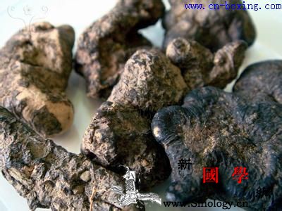 猪苓的功效与作用_生药-猪苓-肾小管-功效-