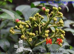 吴茱萸的功效与作用_腠理-吴茱萸-疝气-口疮-