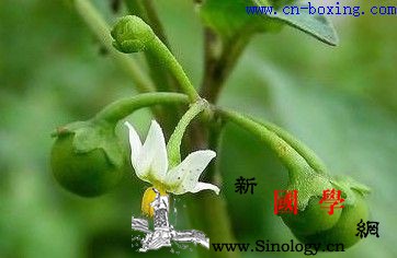 龙葵的功效与作用_野葡萄-组织胺-老鸦-功效-