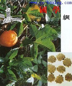 木鳖子的功效与作用_木鳖子-瘰疬-静脉注射-溶血-