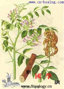道医教你识别真伪甘草_根状茎-甘草-教你-豆科-