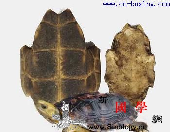 龟板的功效与作用_淮南子-日华-囟门-崩漏-