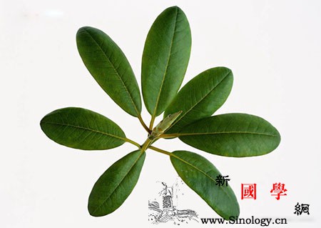 枇杷叶煮水宝宝能喝吗_桑白皮-黄芩-枇杷-叶片-