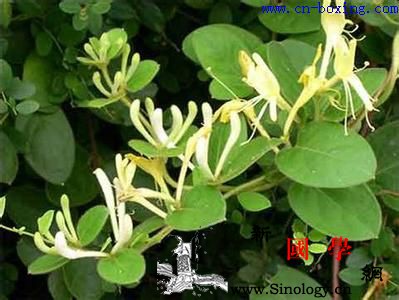 忍冬藤的功效与作用_水杨-薜荔-风湿热-忍冬-