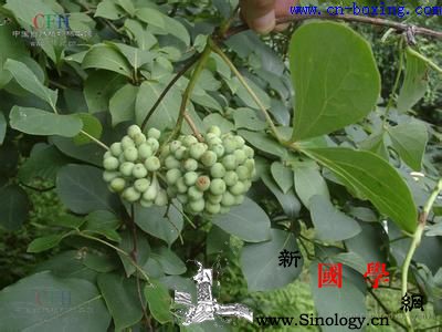 大血藤的功效与作用_杀虫-赤痢-疳积-败毒-