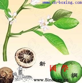 道医教你识别真假枳实_枸橘-教你-胸痹-柔毛-