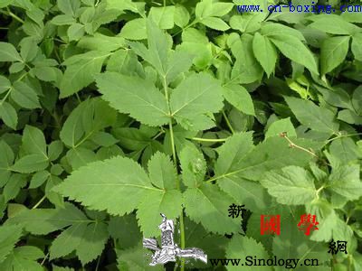 川芎的功效与作用_胞衣-痈疽-团块-川芎-