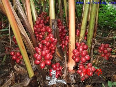 草果的功效与作用_燥湿-草果-祛痰-疟疾-