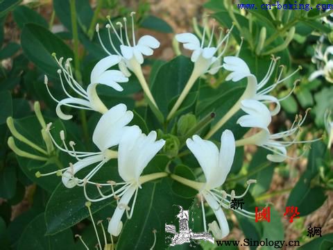 金银花的功效与作用_忍冬-葡萄球菌-功效-青霉素-