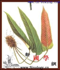 道医教你识别真假石韦_石韦-教你-伪品-真假-