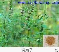 道医教你识别真假茺蔚子_教你-伪品-子叶-同科-