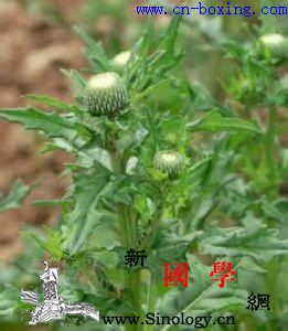 道医教你识别真假小蓟_苣荬菜-教你-伪品-血崩- ()