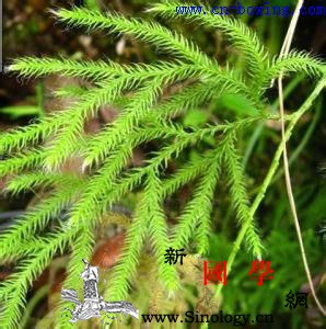 道医教你识别真假伸筋草_教你-伪品-牛尾-真假-