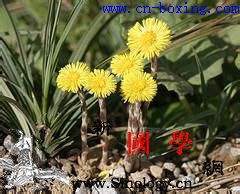 款冬花的功效与作用_款冬花-款冬-功效-润肺-