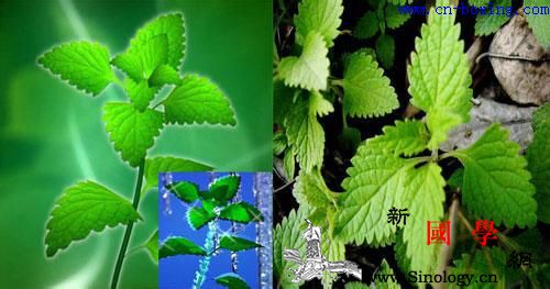 冬凌草的功效与作用_冬凌草-扁桃体炎-解热-功效-