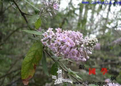 道医教你识别真假密蒙花_香花-密蒙花-教你-伪品- ()